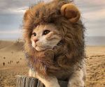 lion-cat-wig-640x533.jpg